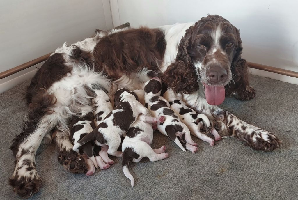 du Clos d'Appé - Les BB sont arrivés !!!