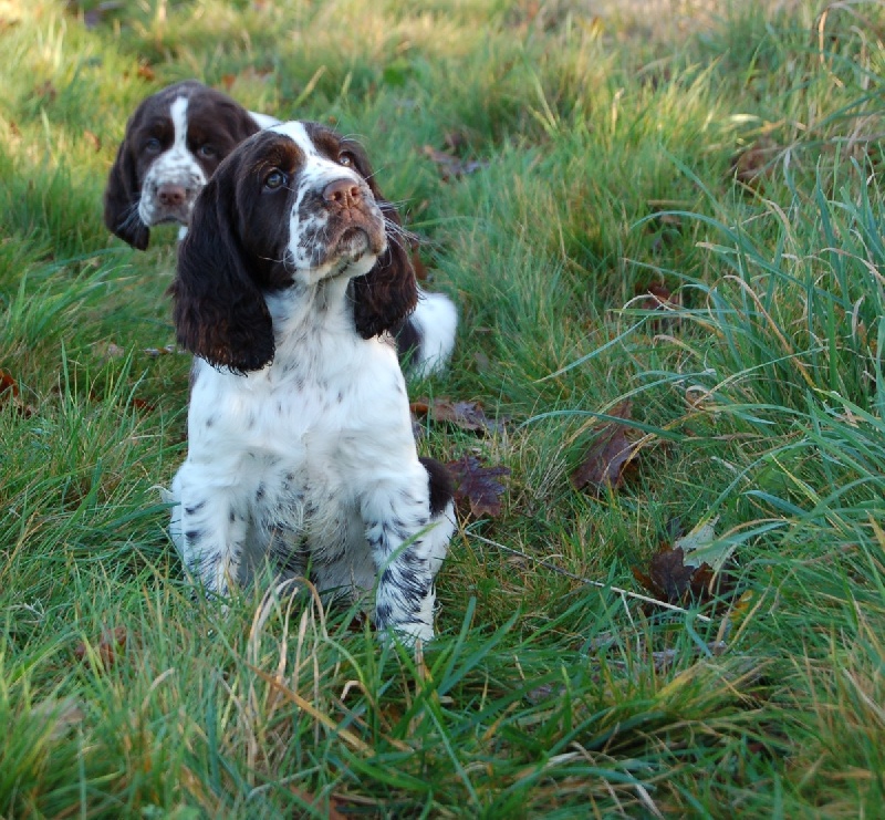 Chiots d'Alicante & Charlie 2011