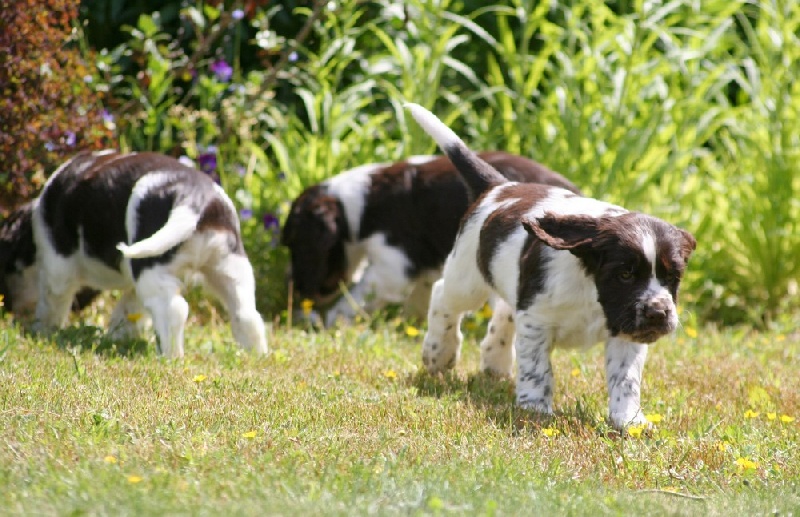 Chiots Eponge & Alexander 2013