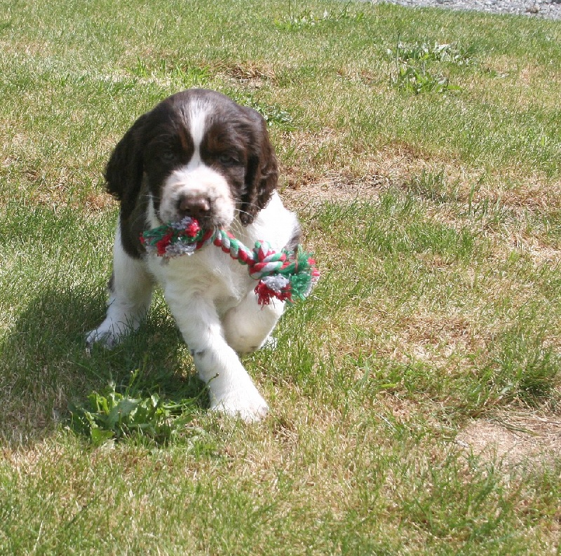 Chiots Artémis & Charlie 2012