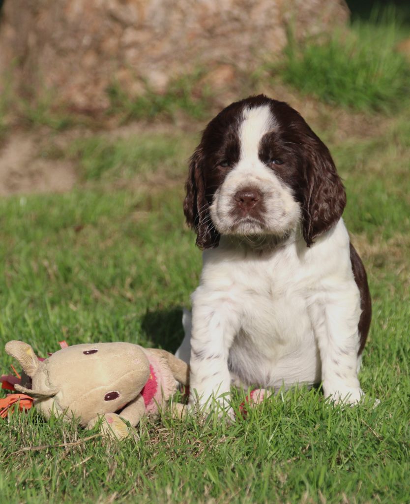 du Clos d'Appé - Chiots disponibles - English Springer Spaniel