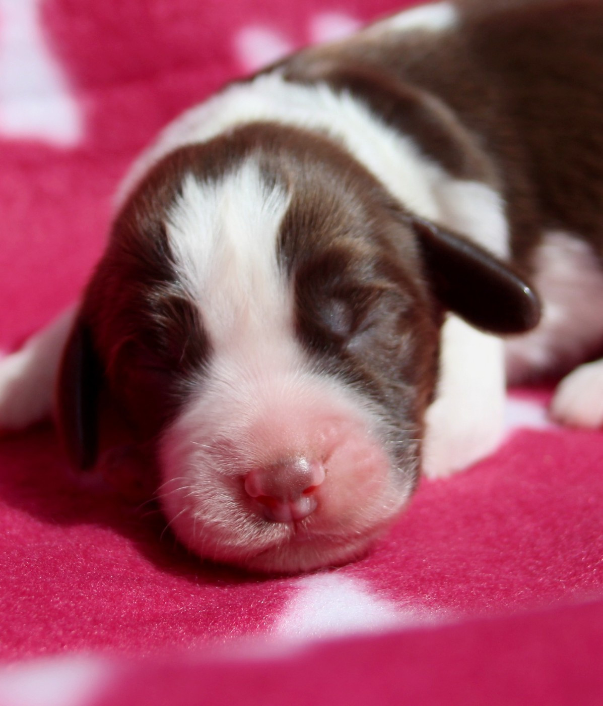 du Clos d'Appé - Chiots disponibles - English Springer Spaniel