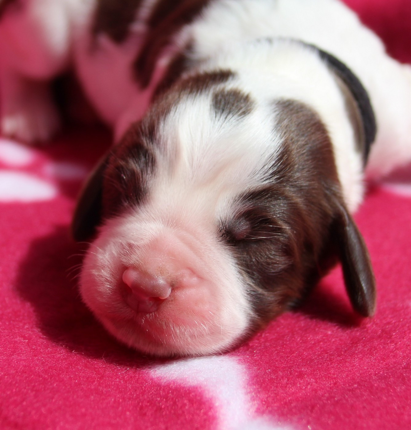 du Clos d'Appé - Chiots disponibles - English Springer Spaniel