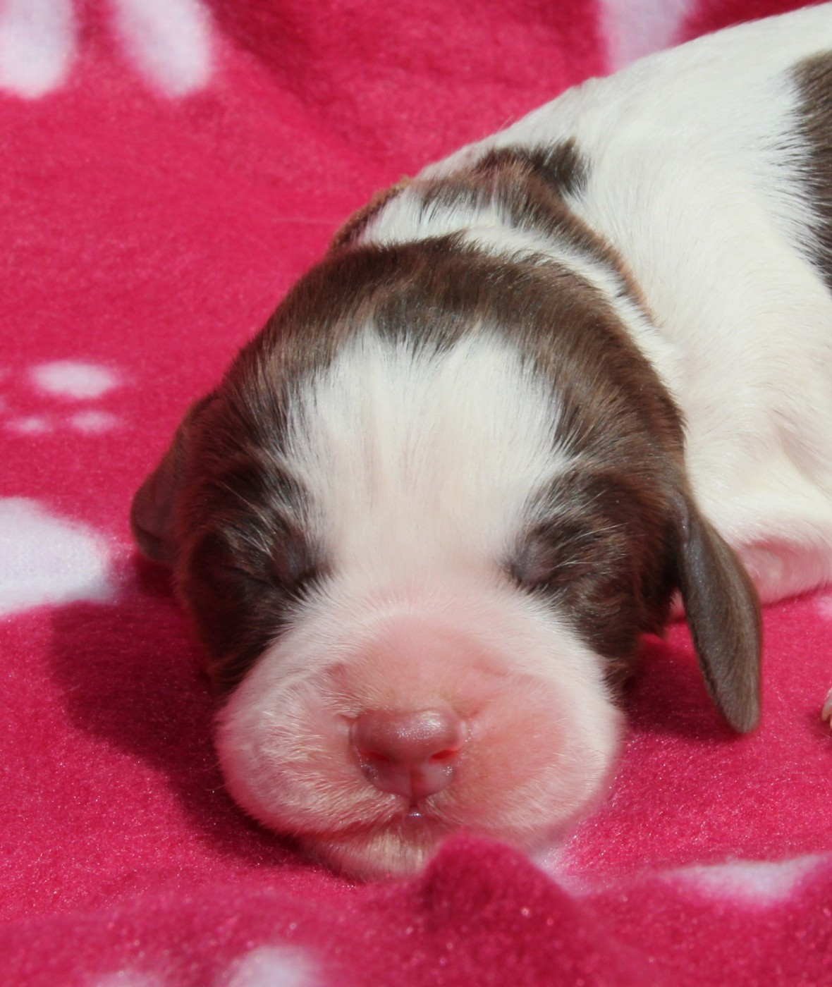 du Clos d'Appé - Chiots disponibles - English Springer Spaniel