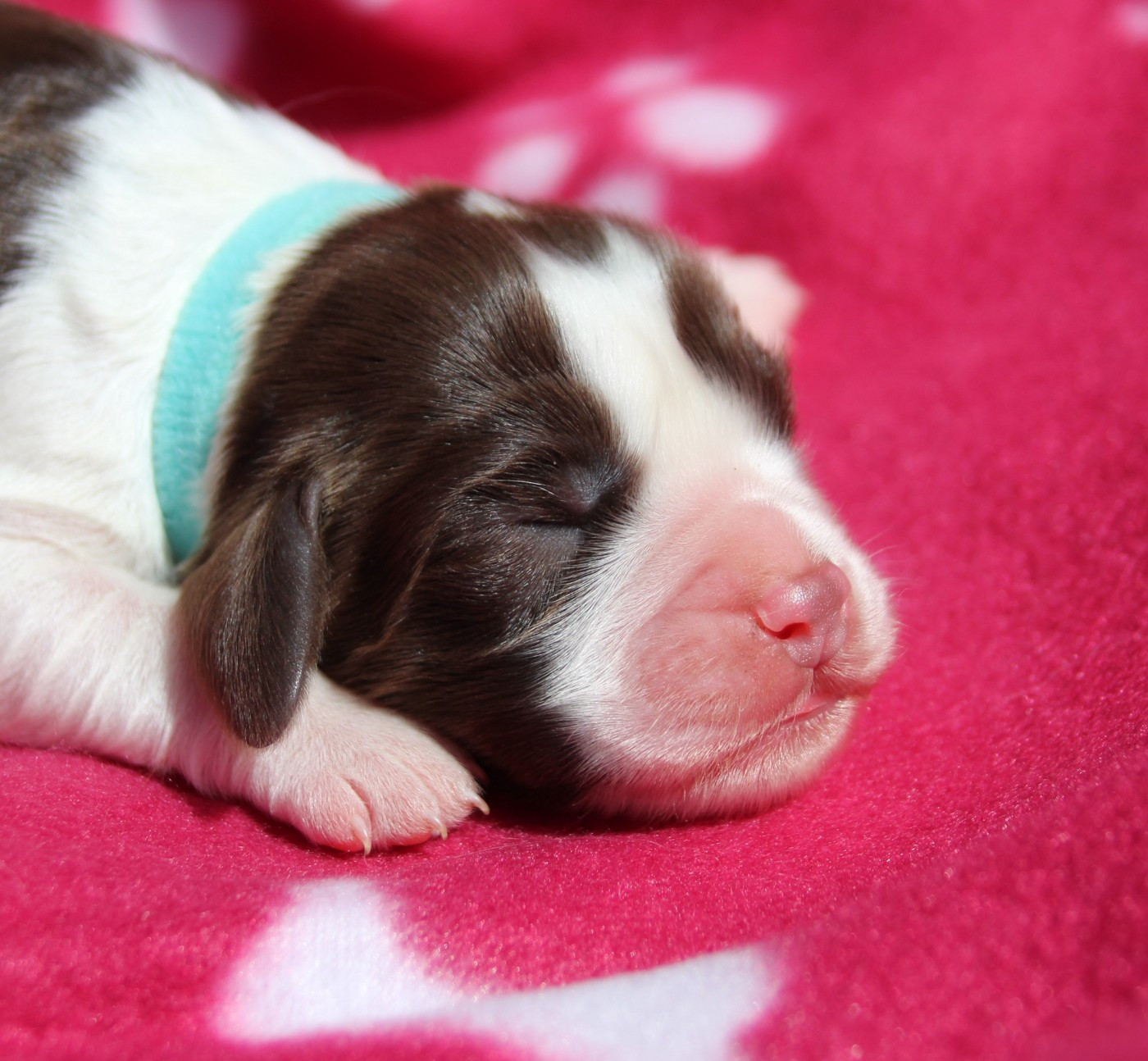 du Clos d'Appé - Chiots disponibles - English Springer Spaniel