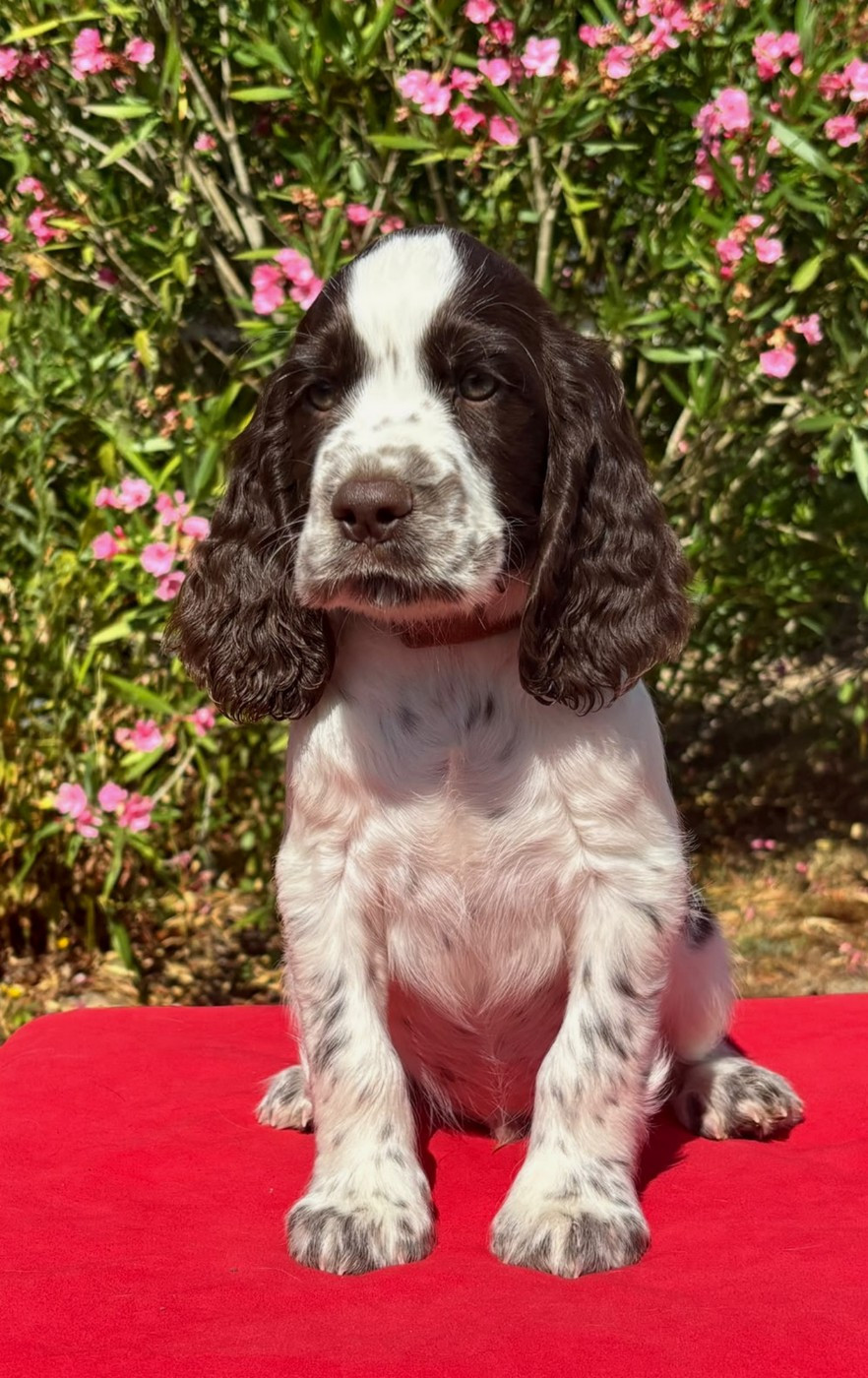 du Clos d'Appé - Chiots disponibles - English Springer Spaniel