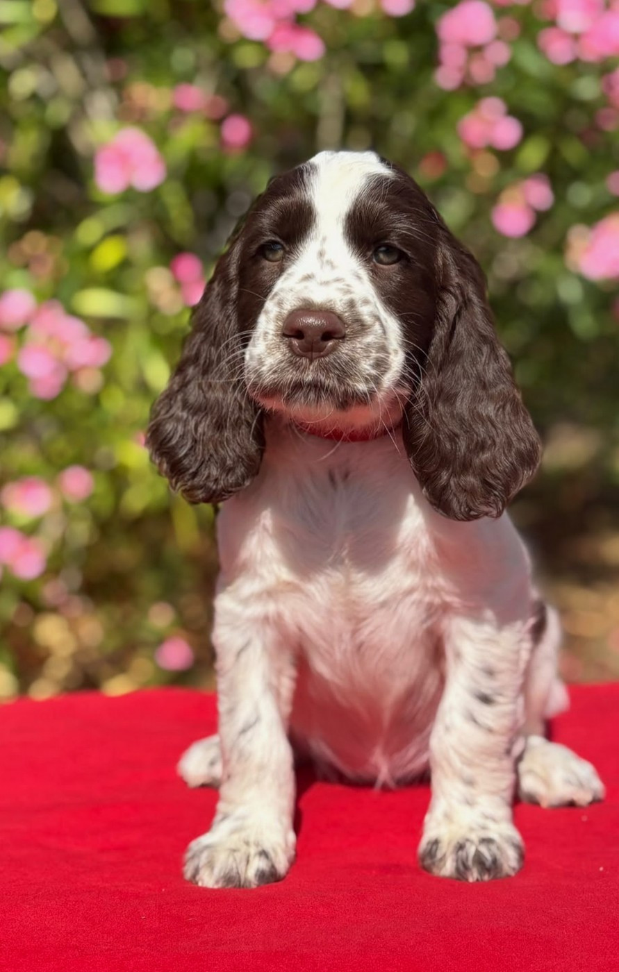 du Clos d'Appé - English Springer Spaniel - Portée née le 28/05/2026