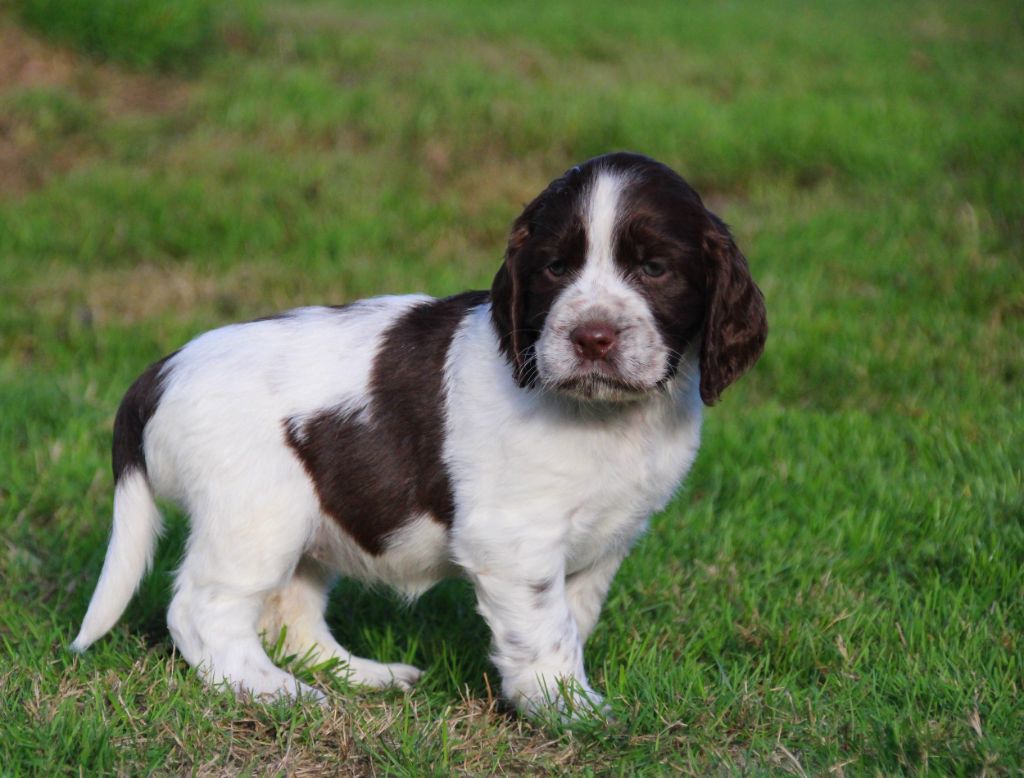 du Clos d'Appé - Chiots disponibles - English Springer Spaniel