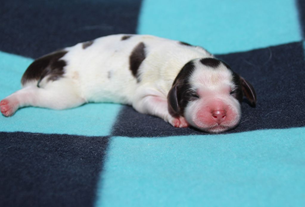 du Clos d'Appé - Chiots disponibles - English Springer Spaniel