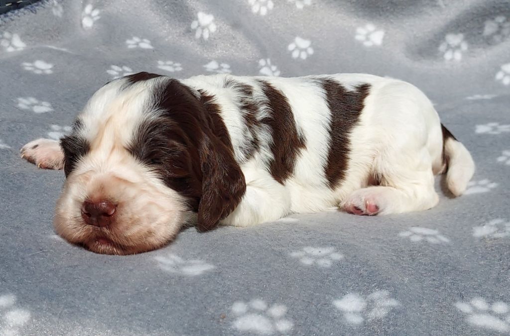 du Clos d'Appé - Chiots disponibles - English Springer Spaniel