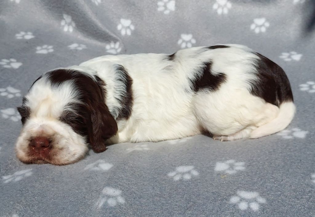 du Clos d'Appé - Chiots disponibles - English Springer Spaniel