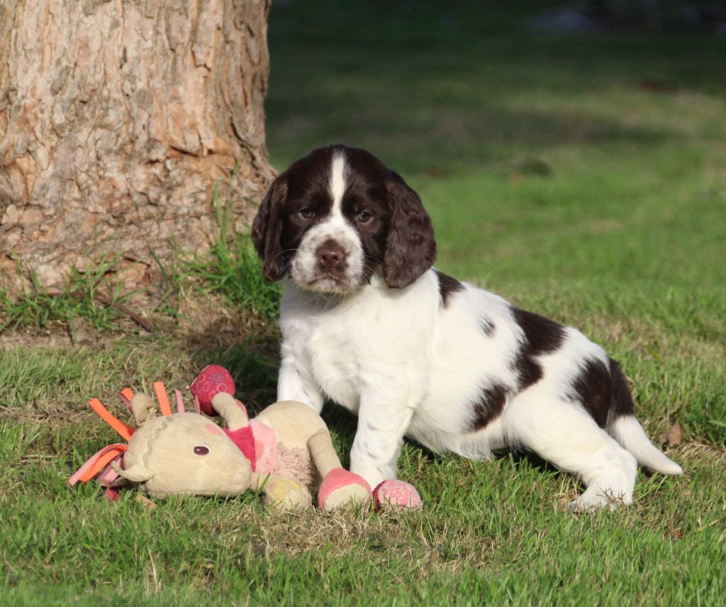 du Clos d'Appé - Chiots disponibles - English Springer Spaniel
