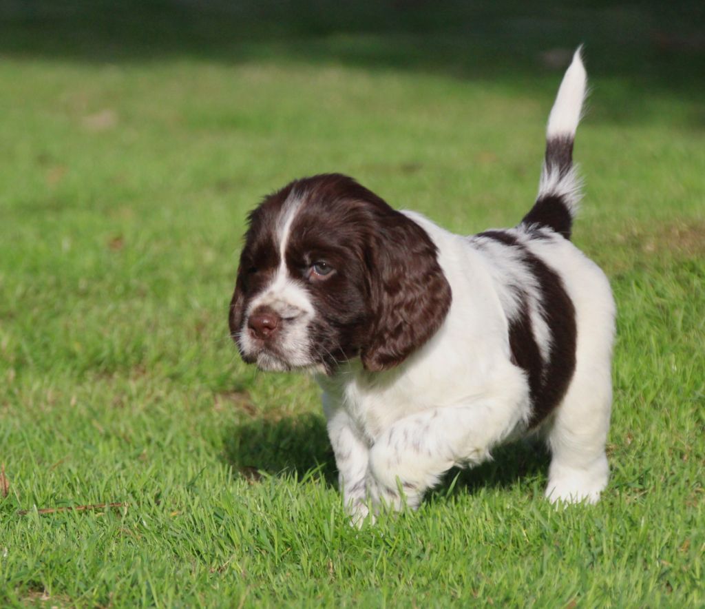 du Clos d'Appé - Chiots disponibles - English Springer Spaniel