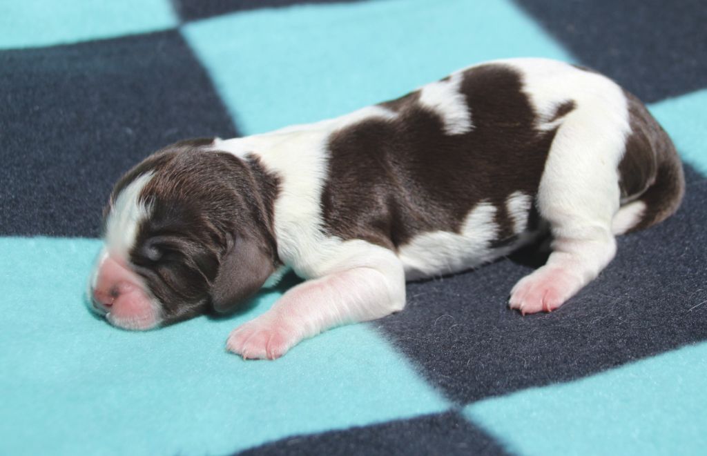 du Clos d'Appé - Chiots disponibles - English Springer Spaniel