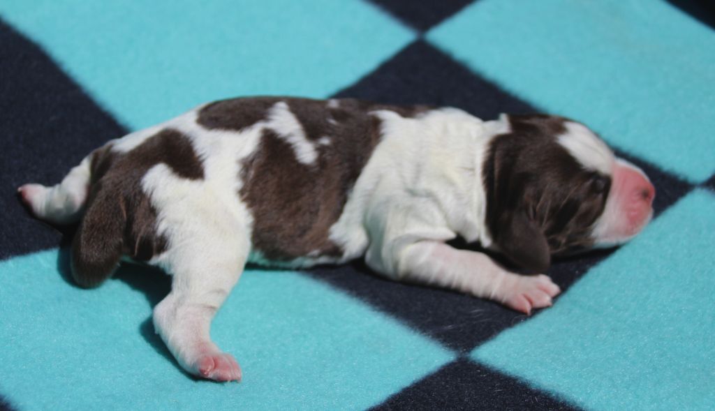 du Clos d'Appé - Chiots disponibles - English Springer Spaniel