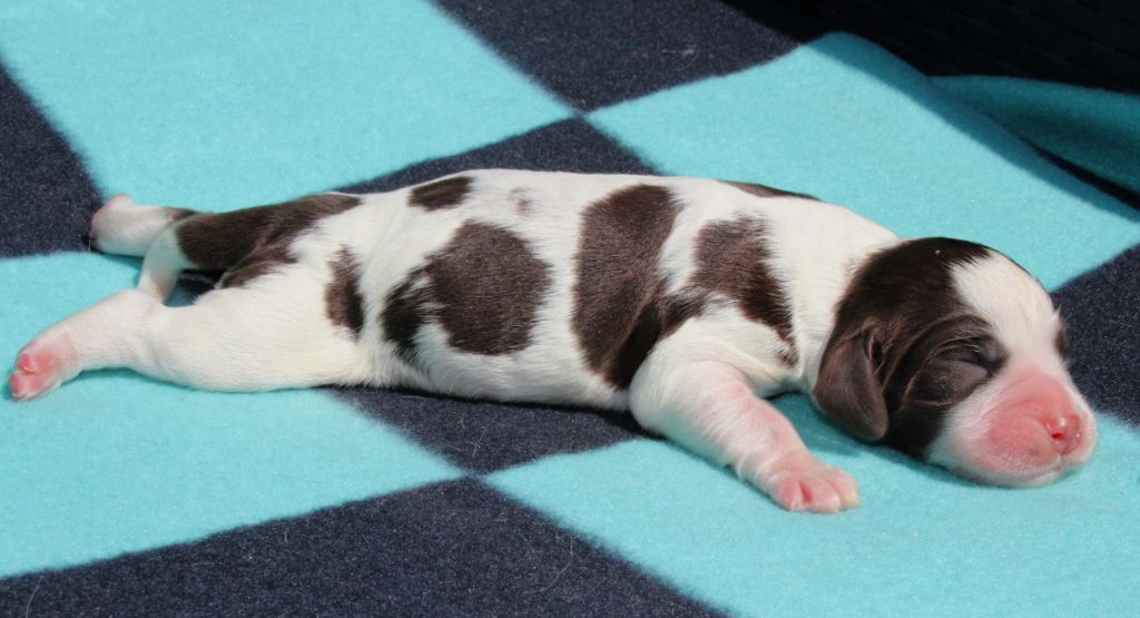du Clos d'Appé - Chiots disponibles - English Springer Spaniel
