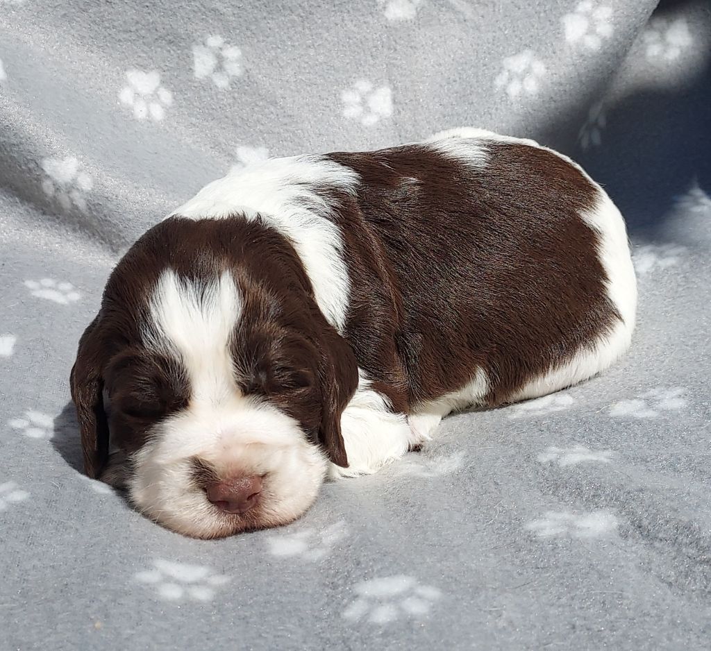 du Clos d'Appé - Chiots disponibles - English Springer Spaniel