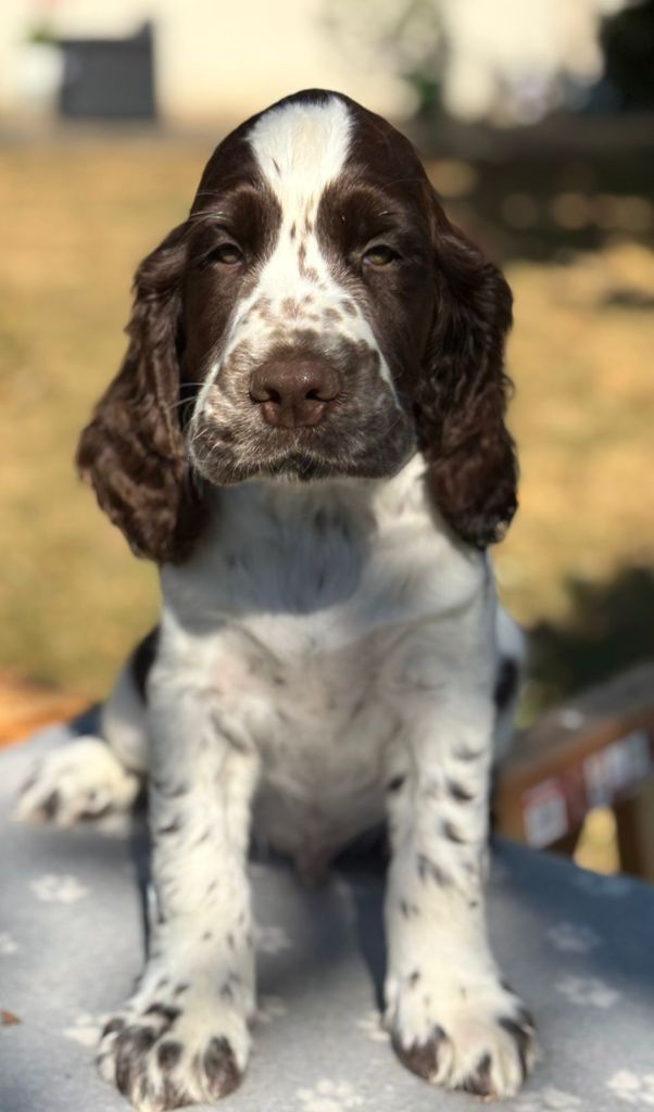 du Clos d'Appé - Chiots disponibles - English Springer Spaniel