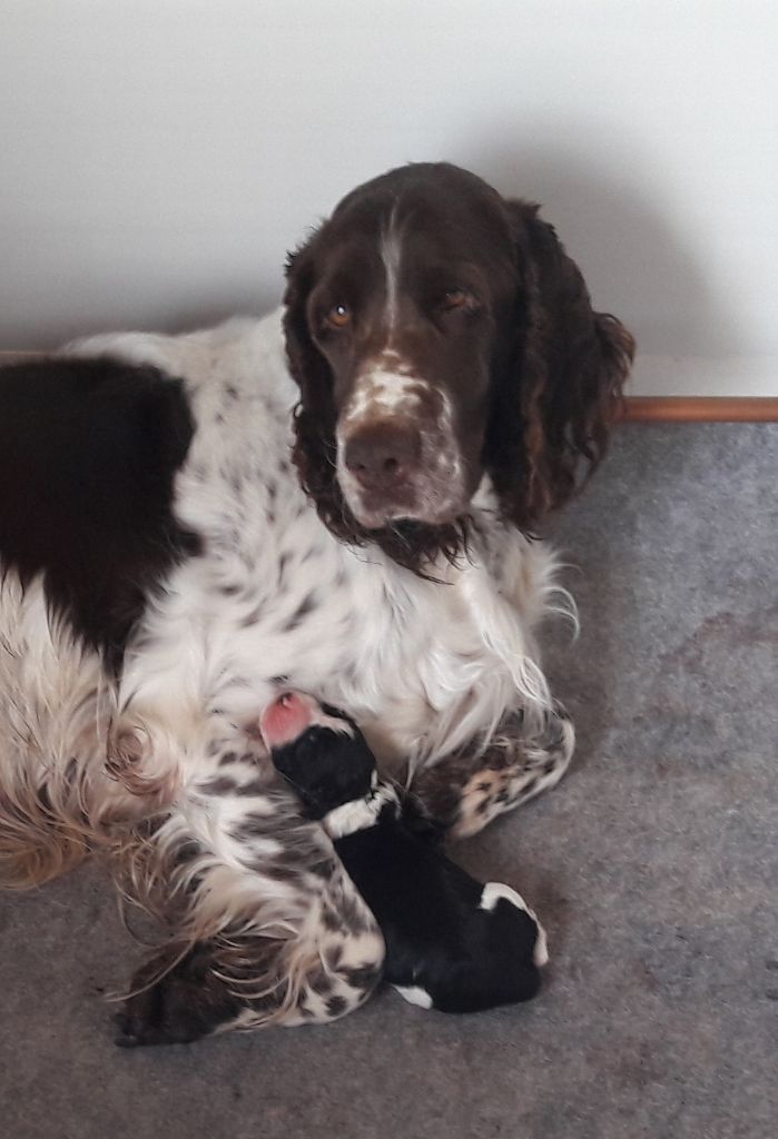 Chiot English Springer Spaniel du Clos d'Appé