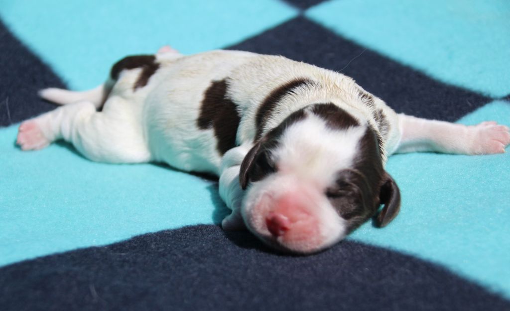 du Clos d'Appé - Chiots disponibles - English Springer Spaniel