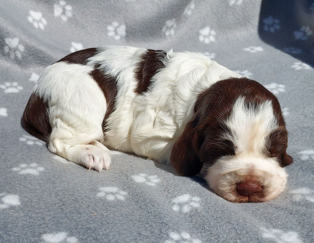 du Clos d'Appé - Chiots disponibles - English Springer Spaniel