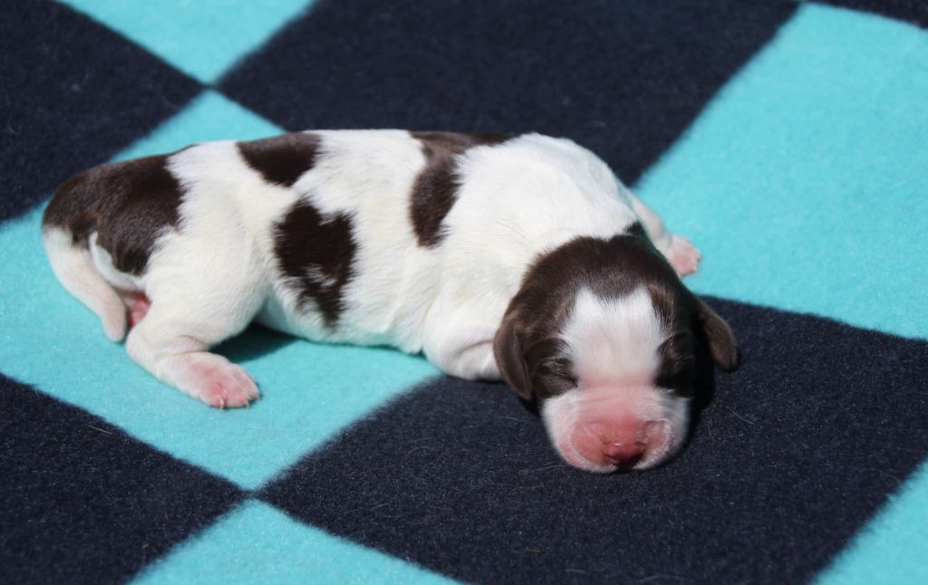 du Clos d'Appé - Chiots disponibles - English Springer Spaniel