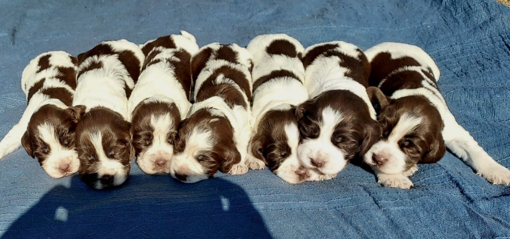 du Clos d'Appé - Chiots disponibles - English Springer Spaniel