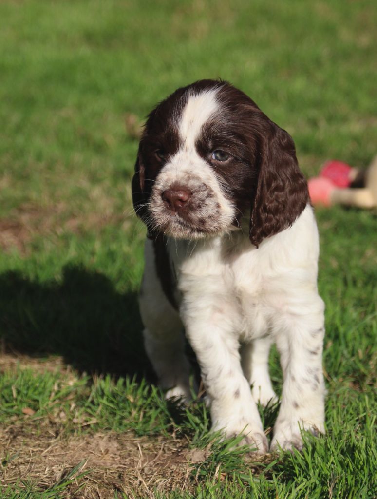du Clos d'Appé - Chiots disponibles - English Springer Spaniel