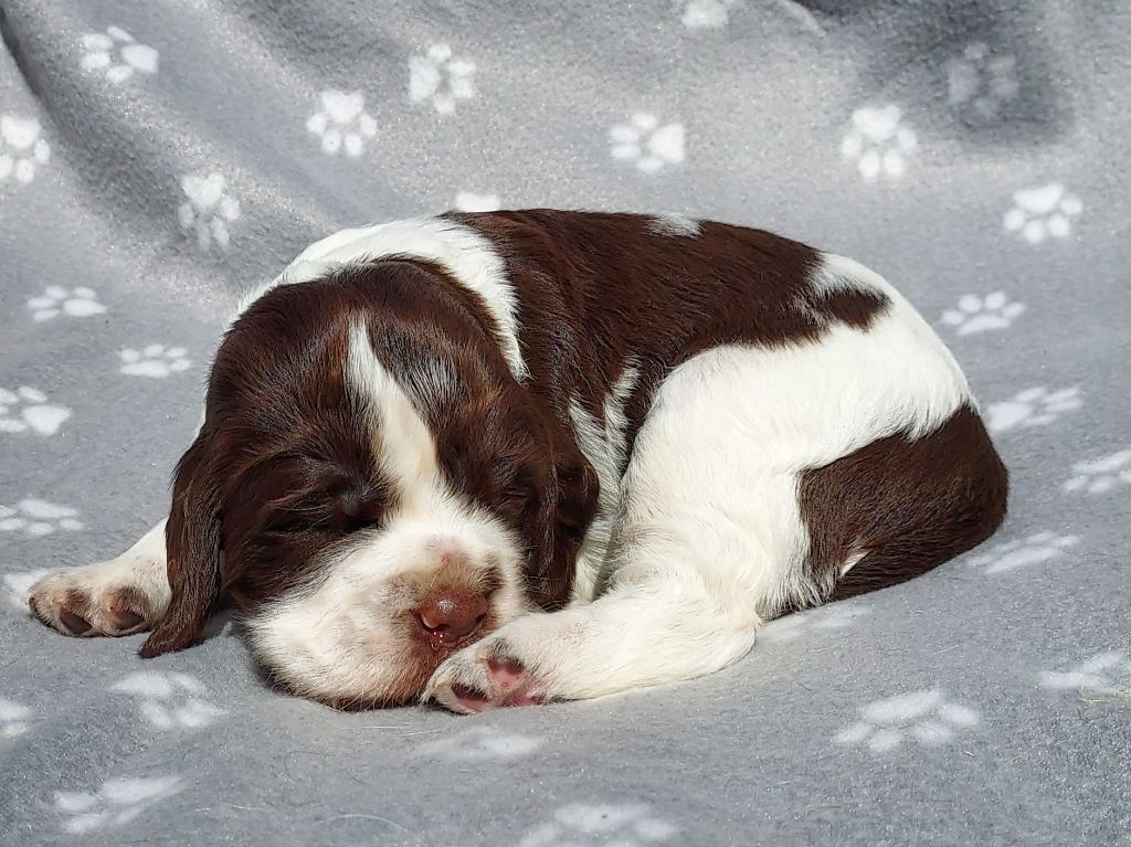 du Clos d'Appé - Chiots disponibles - English Springer Spaniel