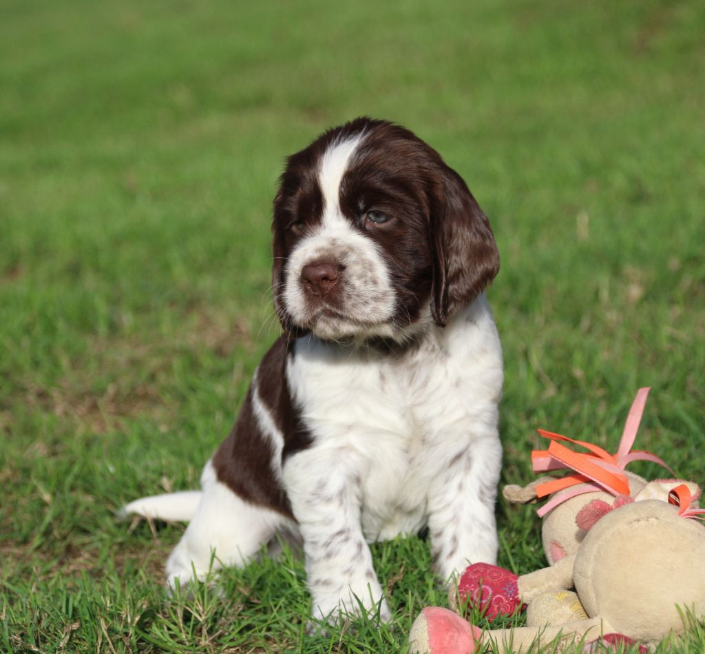 du Clos d'Appé - Chiots disponibles - English Springer Spaniel