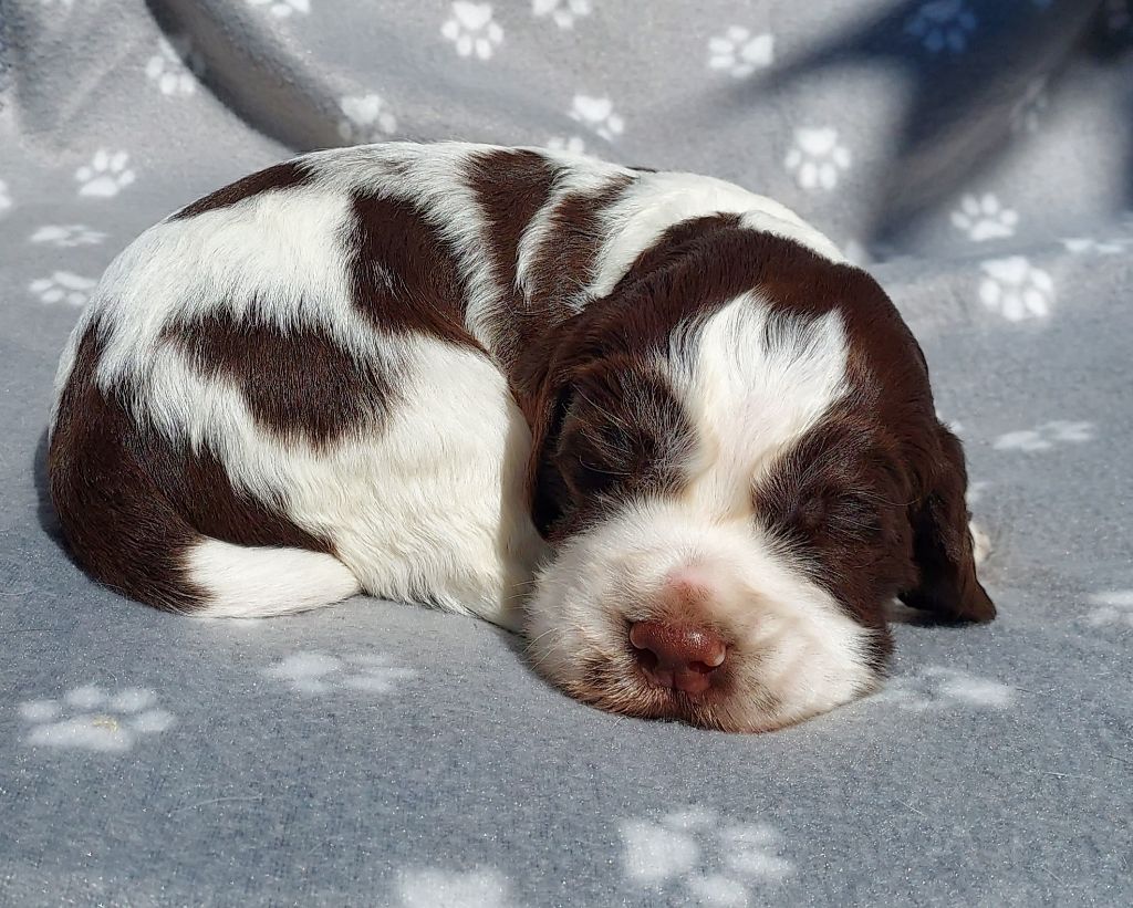 du Clos d'Appé - Chiots disponibles - English Springer Spaniel